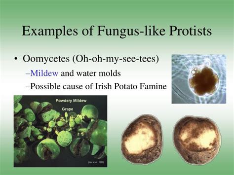 why are fungus like protists similar to fungi